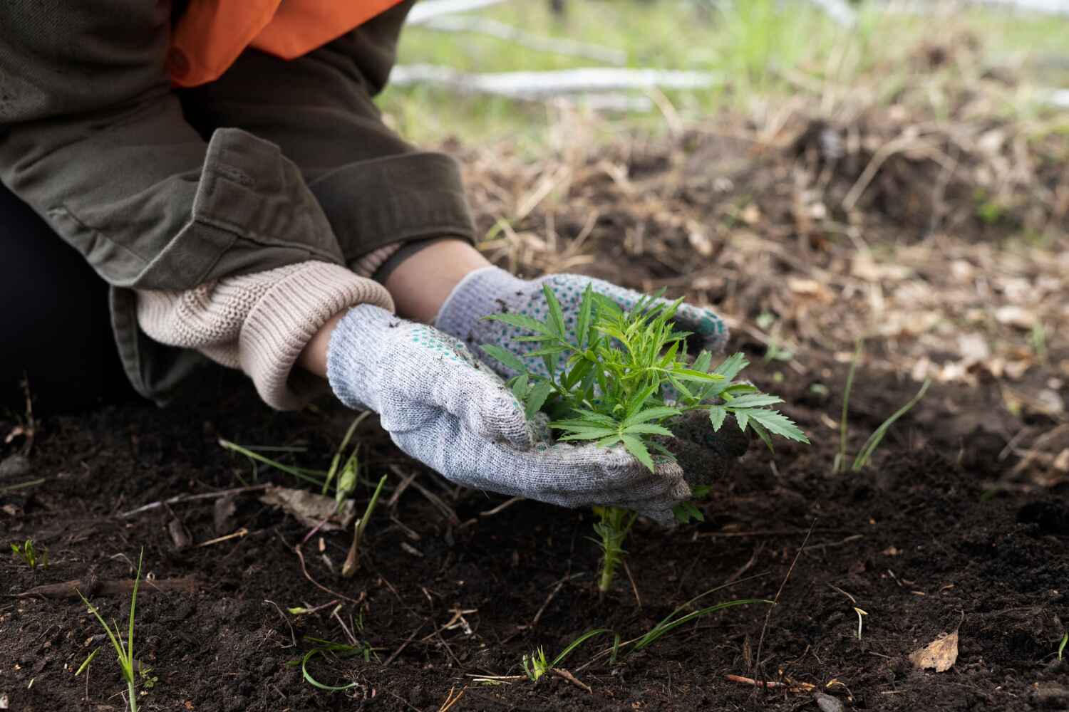 Best Palm Tree Trimming  in Hibbing, MN